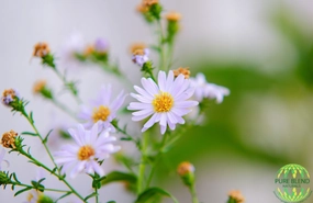 Chamomile German Hydrosol - Best Price In Canada & USA
