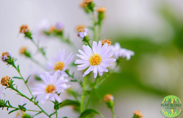 Chamomile German Hydrosol - Best Price In Canada & USA