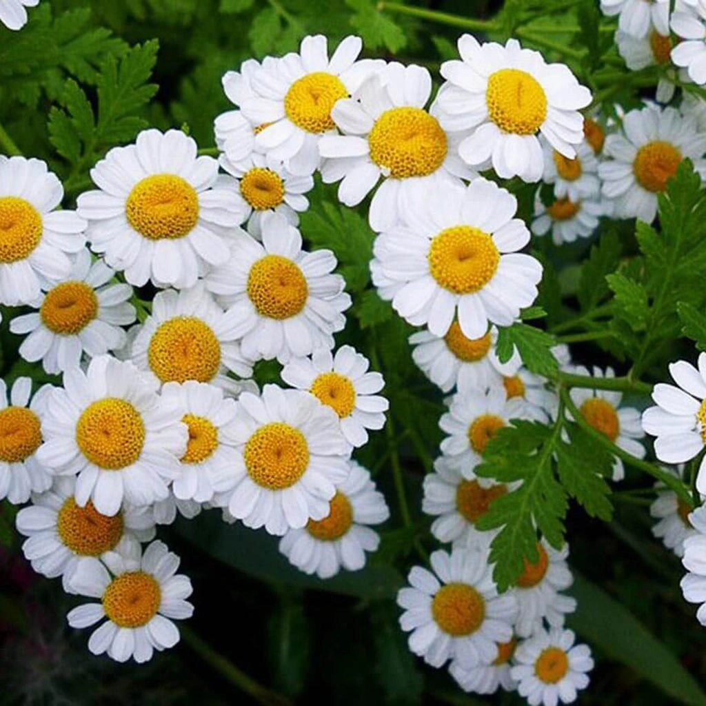 Chamomile (Roman) Essential Oil 5ml