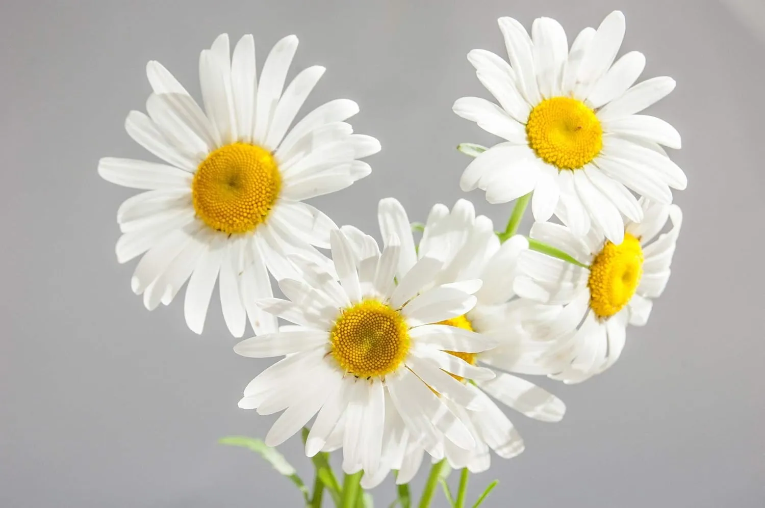 German Chamomile (Green) Essential Oil - 100% Pure Therapeutic Grade - 10ml (.34 Fl Oz), Undiluted, Premium, Oils Perfect for Aromatherapy Diffuser