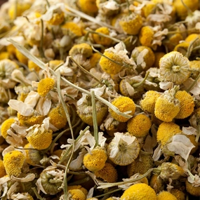 HS Chamomile