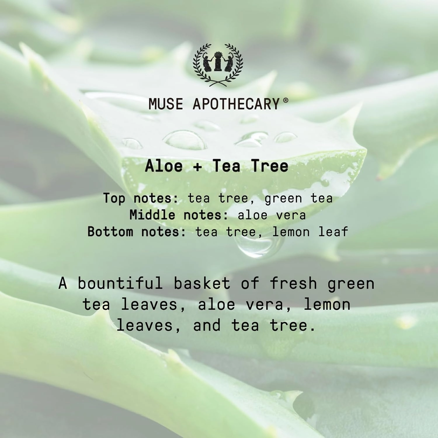 Muse Apothecary Body Ritual Hydrating - Aloe Tea Tree Body Wash for Women & Men - Essential Oil Infused Aromatherapy Body Wash - 32 Ounce