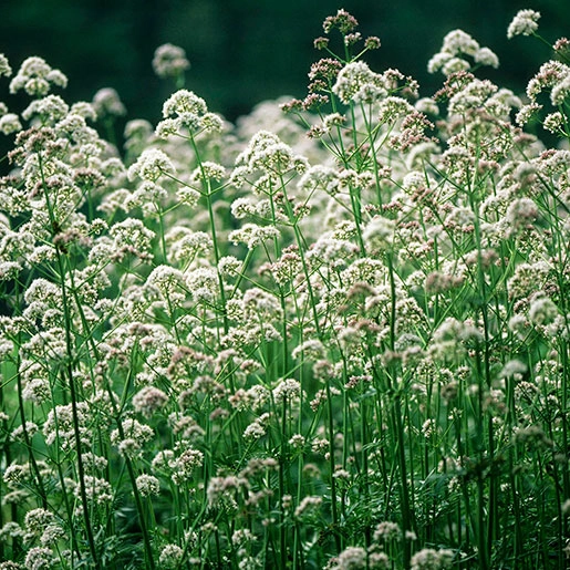 TINCTURE -SLEEP AID (Calming   Relaxing)